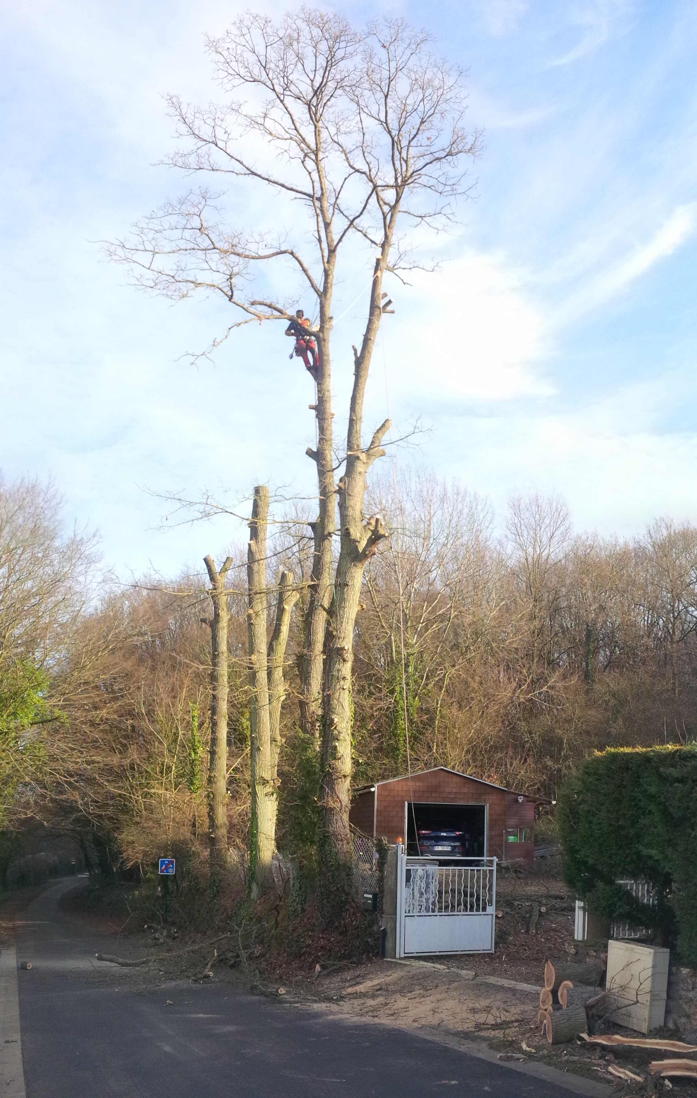 elagage abattage Boissy le Châtel 77169